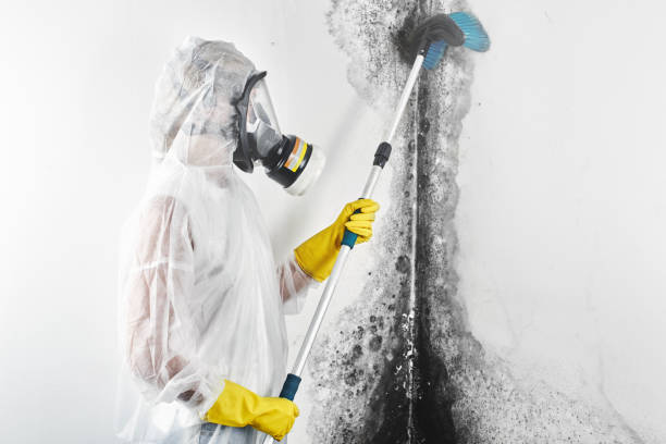 Best Asbestos and Lead Testing During Mold Inspection  in USA